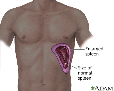 human anatomy diagram. Human Anatomy Diagram Pancreas